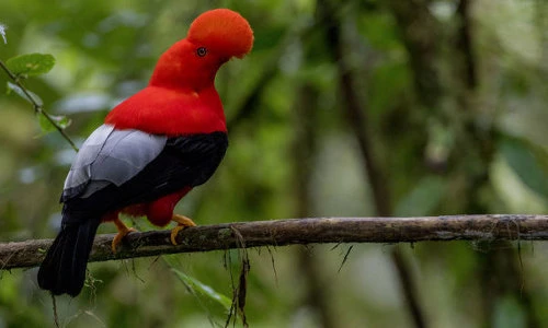 Loài chim được chọn là quốc điểu của Peru có gì đặc biệt?