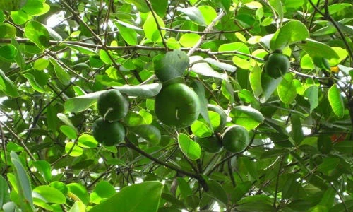 Chữa tiêu chảy bằng những cây thuốc trong rừng ngập mặn