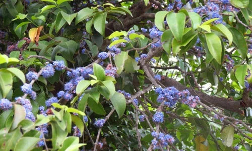 Bật mí ít ai hay về cây sầm hoa rực rỡ ở VN