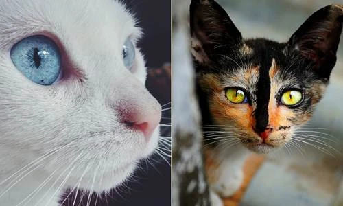 “Chết mê” với đôi mắt động vật đẹp tựa đá quý