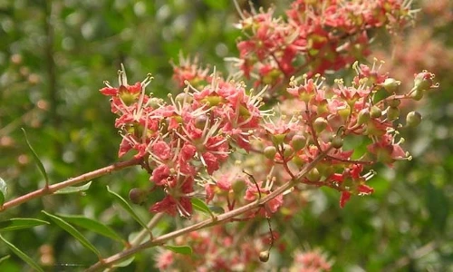 Điều bất ngờ về cây lá móng mọc quanh bờ rào VN