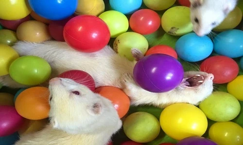 Thích thú xem chồn mê mải chơi đùa trong nhà bóng