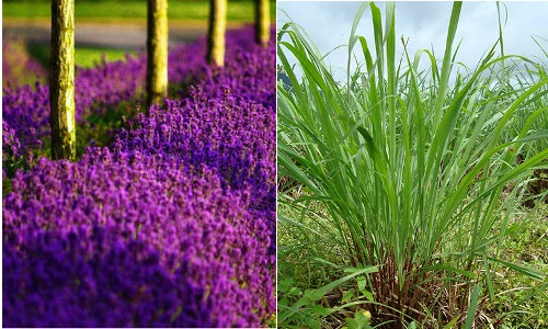 7 mẹo cực hay để không bị muỗi cắn