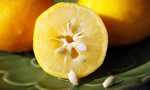 Bài thuốc hay từ các loại hạt cam, chanh, bưởi