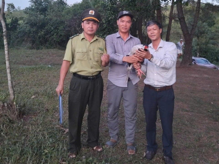 Cá thể gà lôi trắng được người dân giao nộp. z6925433971751-e5c53d947d83b8ed5f9d2df5a5787dab.jpg
