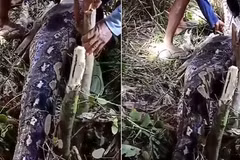 Phát hiện bụng trăn to bất thường, rụng rời thấy thứ bên trong