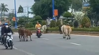 An Giang: UBND Phú Quốc yêu cầu xử lý nghiêm hành vi chăn thả rông gia súc