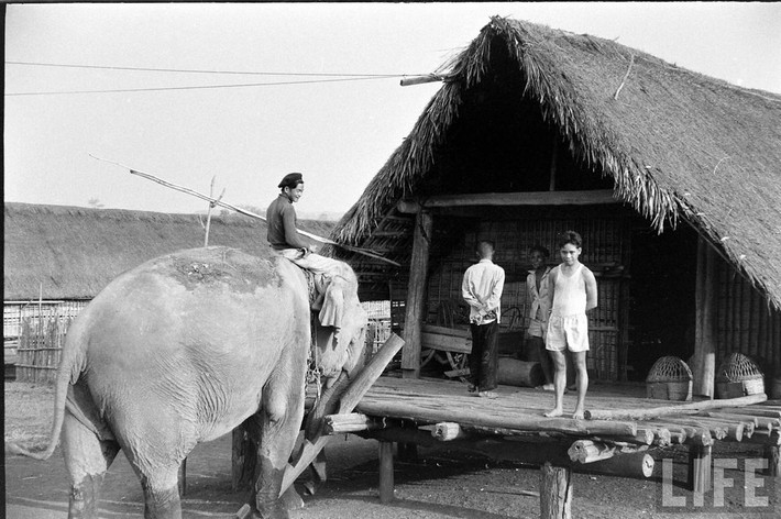 Một con voi đứng trước nhà sàn ở người Ê Đê.