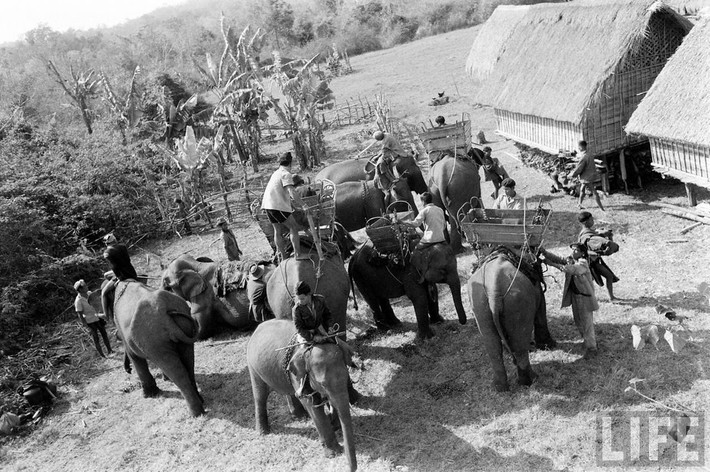 Góc nhìn từ trên cao về đàn voi ở Buôn Ma Thuột năm 1957.