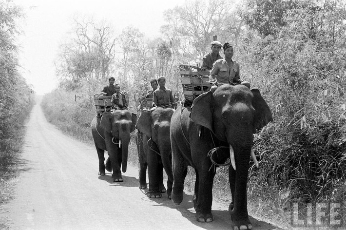 Các thớt voi kéo về thị xã Buôn Ma Thuột năm 1957. Ảnh: John Dominis/Life.