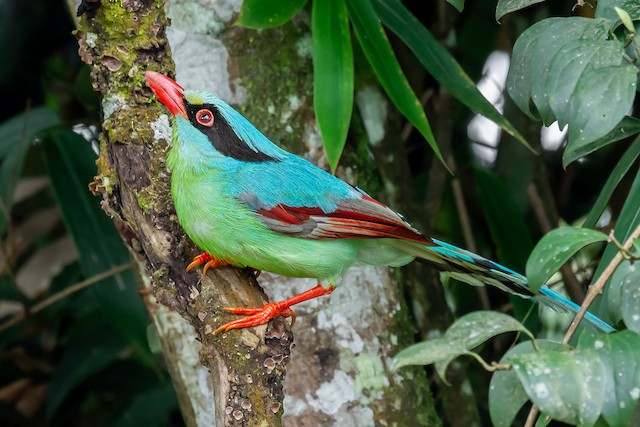 2. Chim giẻ cùi xanh (Cissa chinensis) dài 37-40 cm, là loài định cư tương đối phổ biến tại Tây Bắc, Đông Bắc, ít phổ biến hơn tại Trung Bộ. Ảnh: eBird.
