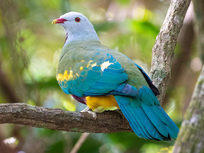 Cu quả Wompoo (Ptilinopus magnificus) dài 29-55 cm, có màu sắc rực rỡ, sống dưới các tán rừng mưa ở New Guinea và Australia. Ảnh: eBird.