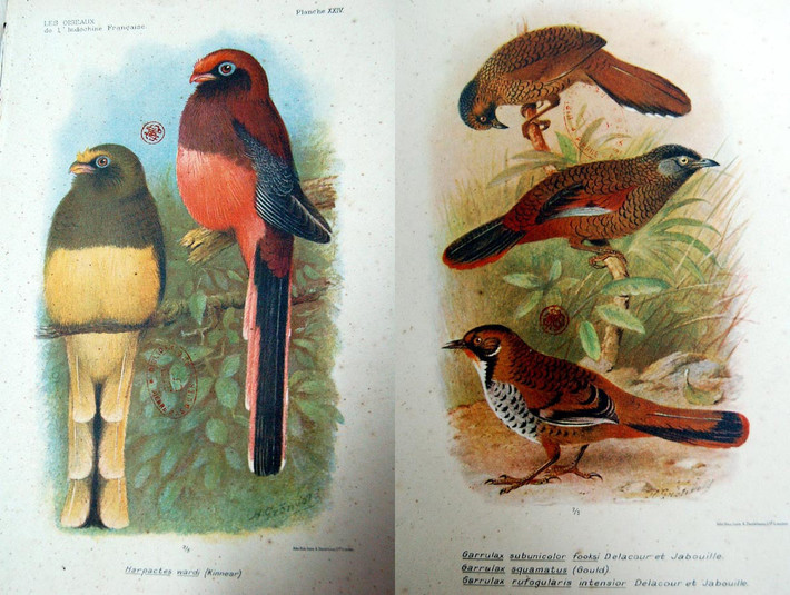Ảnh trái: Chim nuốc đuôi hồng. Ảnh phải (từ trên xuống): Khướu vằn, khướu vẩy, khướu cằm hung.