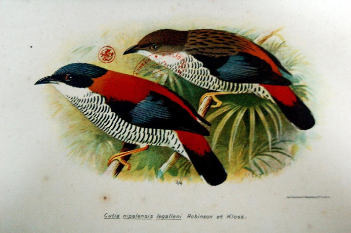 Chim khướu hông đỏ Himalaya.