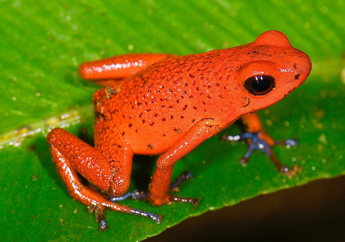 Ếch phi tiêu độc đỏ dâu (Oophaga pumilio) dài 2-2,5 cm, mang lớp da độc có màu đỏ tươi như trái dâu tây. Con cái của loài này có tập tính mang nòng nọc đến những hốc cây chứa nước và cho chúng ăn những trứng không được thụ tinh.