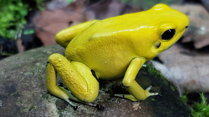 Ếch độc vàng (Phyllobates terribilis) dài 3-4,5 cm, được coi là loài ếch độc nhất trong họ nhà ếch phi tiêu độc. Nó sống trên mặt đất trong những vùng rừng đất thấp của Colombia.