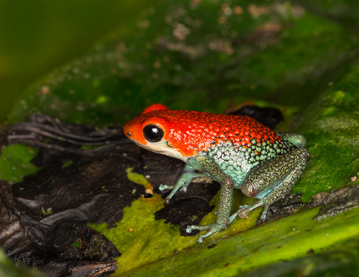 Ếch độc da sần (Oophaga granulifera) dài 2 cm, phân bố ở Costa Rica và Panama. Ếch cái chăm sóc nòng nọc bằng cách cho chúng ăn trứng không được thụ tinh.