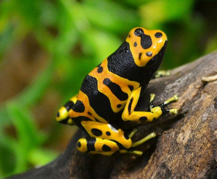 Ếch phi tiêu độc đai vàng (Dendrobates leucomelas) dài 3-4 cm, phân bố ở các khu rừng ẩm ở phía Bắc Nam Mỹ. Độc tố trên da loài ếch này có được từ những con kiến mà chúng ăn.