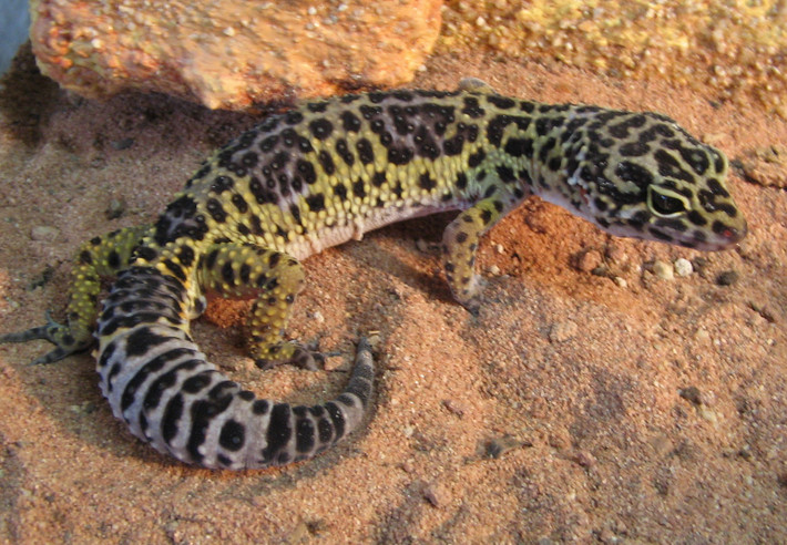 Tắc kè báo (Eublepharis macularius) dài 21 cm, phân bố ở phía Nam khu vực Trung Á. Là sinh vật cảnh phổ biến, chúng đã được lai giống để tạo ra nhiều kiểu vân và màu sắc khác nhau.