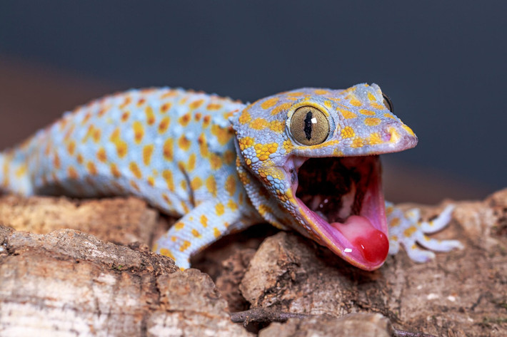 Tắc kè thông thường (Gekko gecko) dài 40 cm, là loài tắc kè điển hình, thường sống trong các khu dân cư ở khu vực Đông Nam Á. Chúng có màu sắc bắt mắt và tiếng kêu "tắc-kè" (gek-ko) đặc trưng, làm nên tên gọi cho cả họ nhà tắc kè.