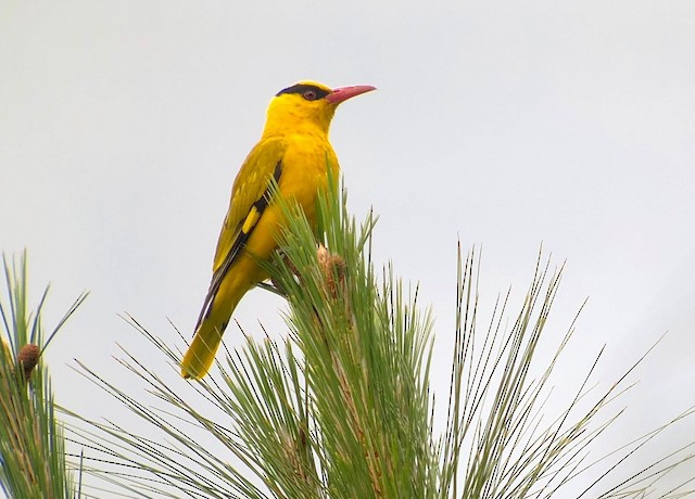 1. Chim vàng anh mỏ cong (Oriolus tenuirostris) dài 23-26 cm, là loài chim định cư tương đối phổ biến ở Nam Trung Bộ, trước đây cũng ghi nhận tại Tây Bắc và Bắc Trung Bộ.