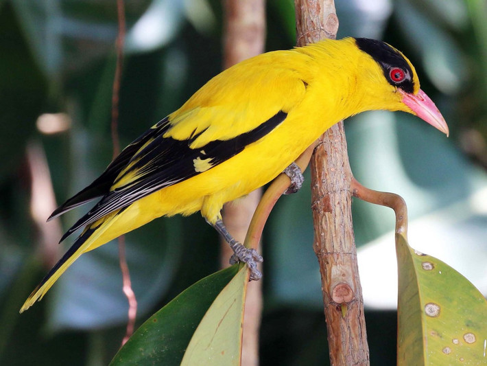 2. Chim vàng anh Trung Quốc (Oriolus chinensis) dài 25-28 cm, là loài trú đông tương đối phổ biến tại Trung Bộ và Nam Bộ, hay di qua qua khu vực miền núi phía Bắc.