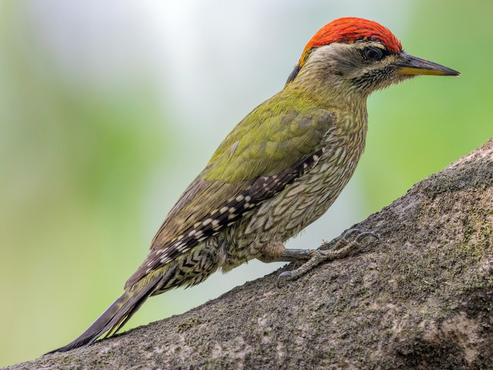 Chim gõ kiến xanh bụng vằn (Picus xanthopygaeus) dài 27-30 cm, là loài định cư không phổ biến tại Nam Trung Bộ và Nam Bộ (VQG Yok Đôn). Chúng sống ở rừng khô rụng lá, cây tại các khu vực trống trải. Ảnh: eBird.