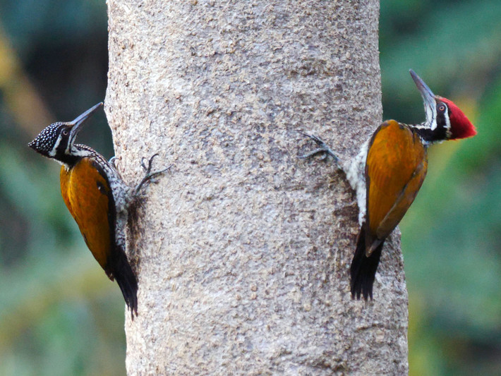 Chim gõ kiến vàng lớn (Chrysocolaptes guttacristatus) dài 29-32 cm, là loài định cư tương đối phổ biến trong cả nước (VQG Tam Đảo, Ba Vì, Cúc Phương, Bạch Mã, Chư Yang Sin, Cát Tiên, Bidoup Núi Bà). Chúng sống ở rừng lá rụng thường xanh, rừng rụng lá, bìa rừng, rừng ngập mặn, rừng trồng lâu năm. Ảnh: eBird.