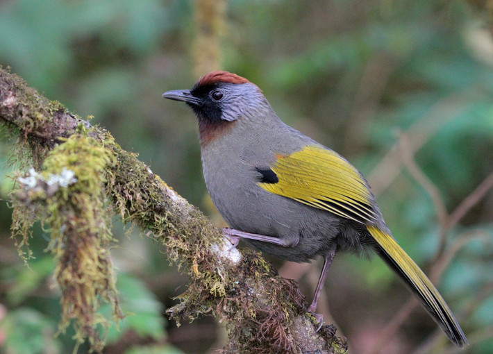 Chim khướu tai bạc (Trochalopteron melanostigma) dài 25-26 cm, là loài định cư, tương đối phổ biến tại Tây Bắc, Tây Bắc của Đông Bắc, Bắc Trung Bộ (VQG Hoàng Liên Sa Pa, khu BTTN Văn Bàn). Chúng sống ở rừng thường xanh, rừng hỗn giao lá rộng thường xanh và cây lá kim, rừng thứ sinh, rừng tre nứa. Là loài trong Sách Đỏ Việt Nam, nhón IIB. Ảnh: eBird.