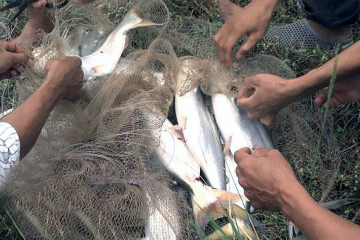 Nó có da trắng mịn, nổi bông phấn, khi gặp ánh nắng mặt trời màu sắc ánh lên như cái bông lau sậy