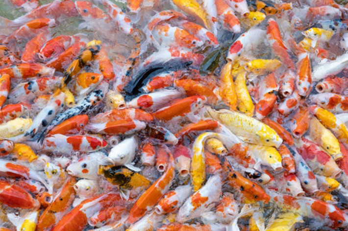 Những năm gần đây, nhiều người ở Việt Nam giàu lên dễ dàng nhờ nuôi loại cá này