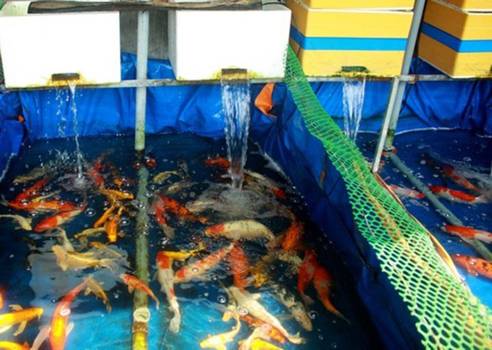 Cá Koi là loài có màu sắc sặc sỡ, giá đắt đỏ, còn gọi là cá "nhà giàu" và khiến dân chơi mê mẩn