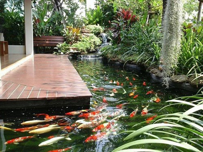 Cá Koi có sức khỏe tốt, nuôi hồ nhân tạo có thể sống trên 25 năm. Chiều dài đạt khoảng 80cm khi nuôi ở năm thứ 8, song cũng có những con dài 2m.