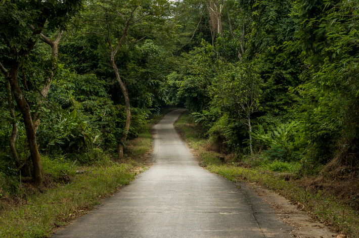 Con đường tĩnh mịch xuyên rừng Cúc Phương. Ảnh: Rafael Chiti / 500px.com.