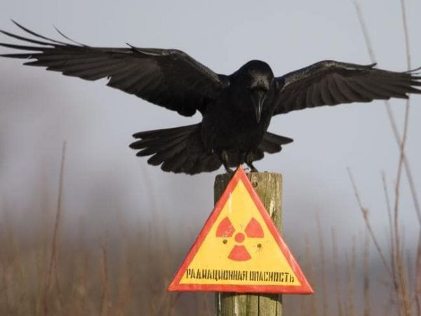 Thảm họa Chernobyl ở Liên Xô năm 1986 là sự kiện mà bất cứ ai cũng biết. Nhưng những "truyền thuyết" đáng sợ gắn với sự kiện này thì hẳn nhiều người chưa từng nghe.
