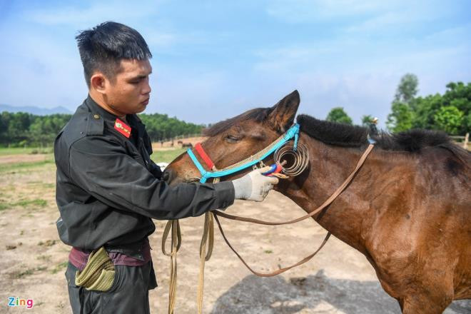 Trước mỗi buổi tập, các chiến sĩ CSCĐ phải vuốt ve chào hỏi và vệ sinh lông ngựa. Ngựa vốn là loài có trí thông minh phát triển nên thông qua các hành động vỗ về, cử chỉ nhẹ nhàng cũng như lời nói động viên của chiến sĩ khiến chúng nghe lời hơn, vào bài tập nhanh hơn.