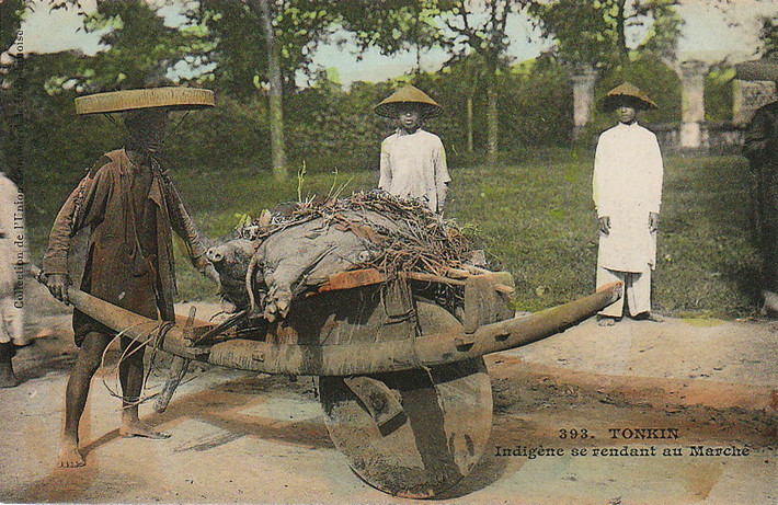 Chở lợn ra chợ bán bằng xe rùa.