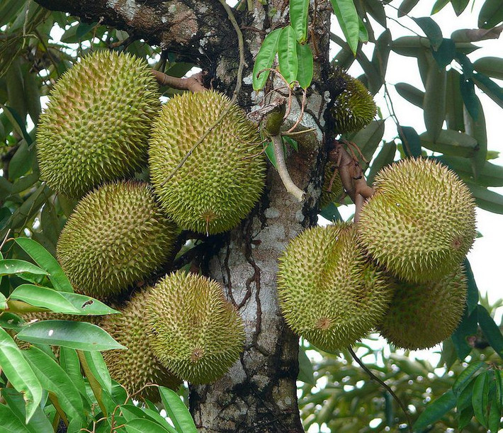Trong phần viết về trái cây của xứ Đàng Trong (vùng lãnh thổ Đại Việt do chúa Nguyễn kiểm soát thời Trịnh - Nguyễn phân tranh, xác định từ sông Gianh trở vào Nam) Cristophoro Borri đã có một đoạn đặc tả thú vị về trái sầu riêng.