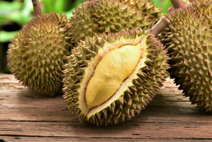 "Cây sầu riêng khác cây mít chút ít. Bên ngoài, trái này cũng giống trái mít và trái thông của ta, cả về kích thước cũng như độ cứng của vỏ. Còn thịt thì bám vào hột như keo, rất trắng, còn mùi vị thì giống như món đông hạnh nhân của người Ý...".