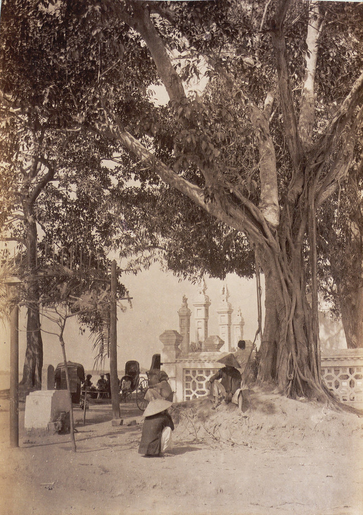 Người dân nghỉ ngơi dưới tán cây cổ thụ cạnh cổng đền, thập niên 1890.
