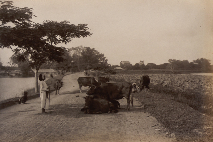 Trẻ chăn bò và những con bò chắn ngang một con đường ở vùng ven Hà Nội thập niên 1890. Ảnh: Bunum.univ-cotedazur.fr.