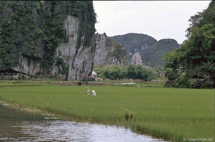 Ruộng lúa ở Tam Cốc - Bích Động.