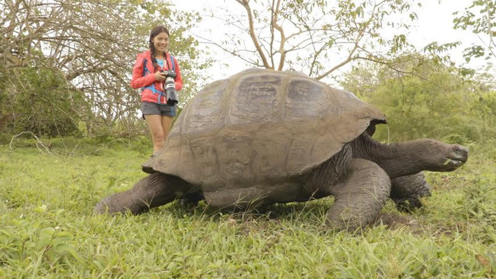 Rùa khổng lồ: Loài sinh vật lạ này được xem là một trong những động vật biểu tượng của quần đảo Galapagos. Trên thực tế, đảo có 14 loại rùa khổng lồ, trong đó 4 loại đã tuyệt chủng. Điều thú vị là mai của những con rùa không phải khối đặc, mà đầy các lỗ nhỏ để giảm trọng lượng, cho phép con vật di chuyển. Chúng có thể sống sót mà không cần nước hoặc thức ăn trong một thời gian dài. Ảnh: Shutterstock.