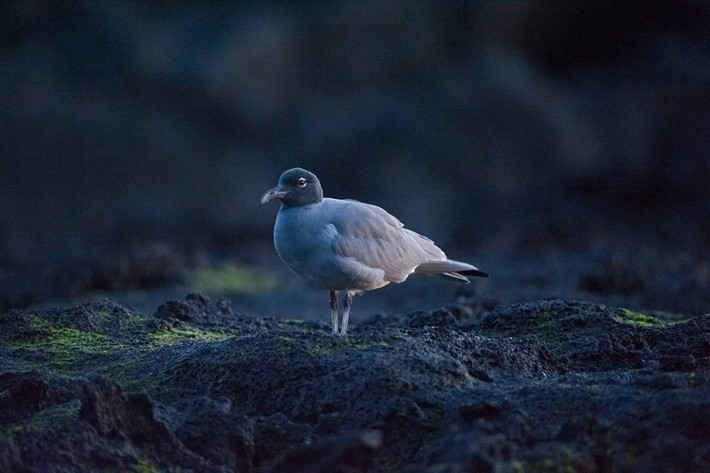 Mòng biển Lava: Loài mòng biển này chỉ có ở Galapagos và còn khoảng 800 cá thể, khiến đây là loài mòng biển quý hiếm nhất thế giới. Không giống các loài mòng biển khác thường làm tổ theo nhóm, những con chim này xây tổ theo đôi, gần mặt nước và cách xa các đôi khác. Ảnh: Joel Sartore.