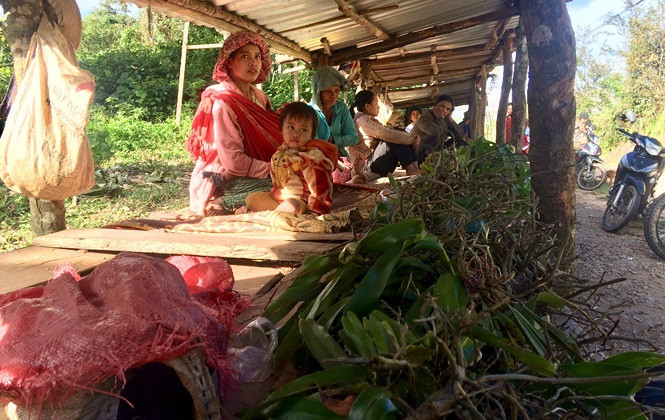 Phong lan rừng được cột lại thành các bó bán giá 10 nghìn đồng/bó