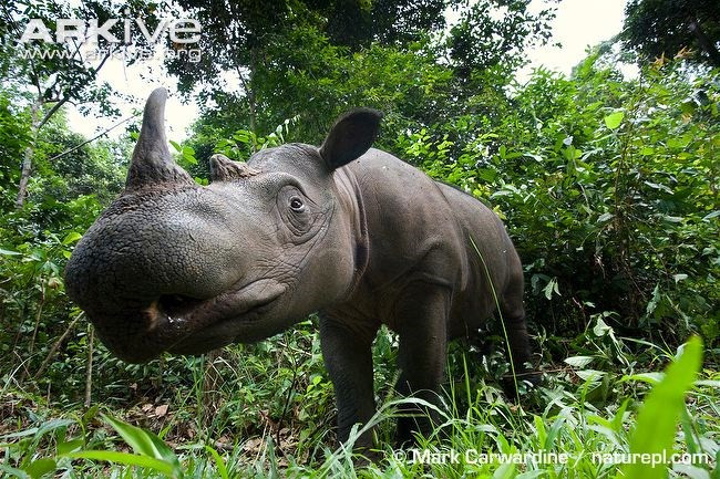 Dù "nhỏ thó" nhưng tê giác Sumatra là loài vật không có địch thủ trong rừng.