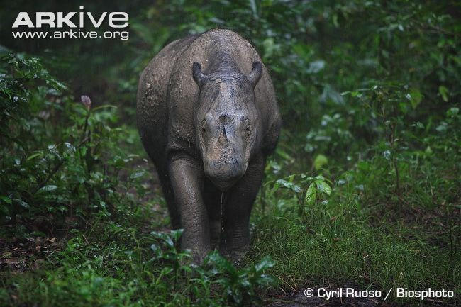 Chúng là loài nhỏ nhất trong họ tê giác, có trọng lượng trung bình vào khoảng 700-800kg, chỉ tương đương một con trâu mộng.