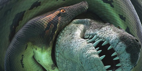 2. Titanoboa. Không có sinh vật gây ra nỗi sợ hãi hơn trong tâm lý con người như loài rắn. Ngày nay, con rắn lớn nhất là trăn mắt lưới châu Á hay trăn vua Reticulated Python, mỗi con trưởng thành dài trung bình 7m. Năm 2009, các nhà khảo cổ khám phá ra một hóa thạch gây sốc ở Columbia.