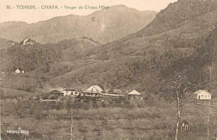 Rừng đào quanh khách sạn Chapa.
