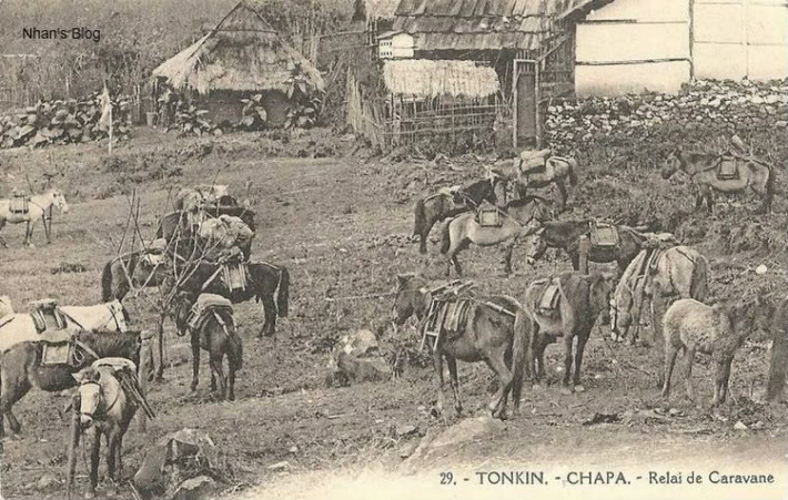 Ngựa thồ ở Sapa.